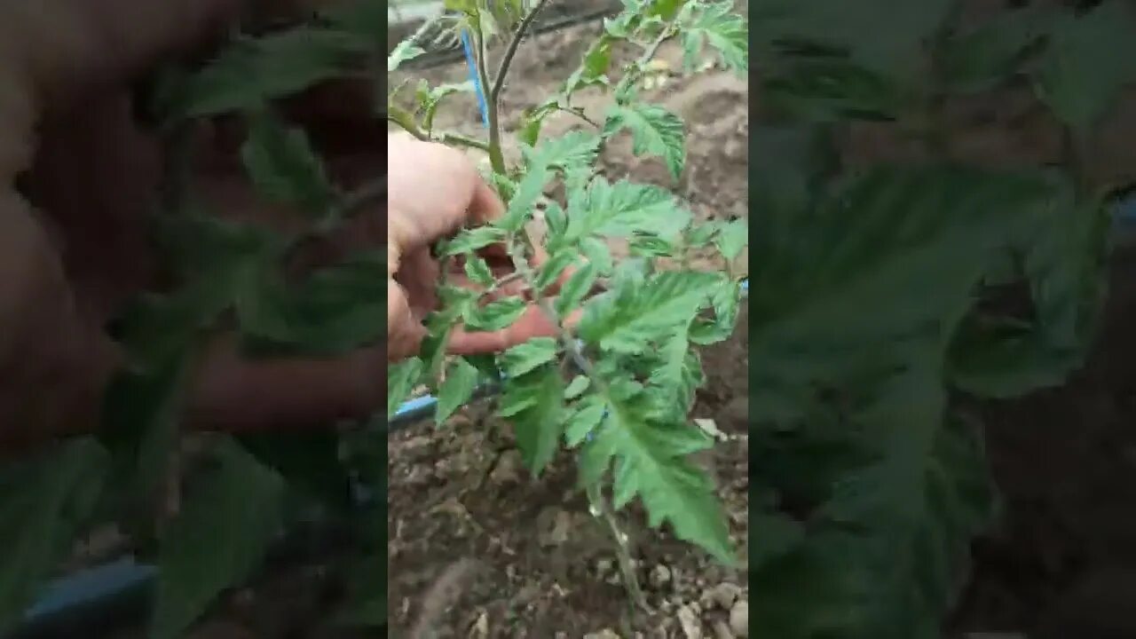 Когда нужно обрывать листья у помидор. Когда нужно обрывать листья у помидор
