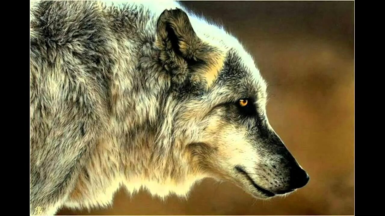 Жизнь волка. Одинокие волки. Мудрый волк.