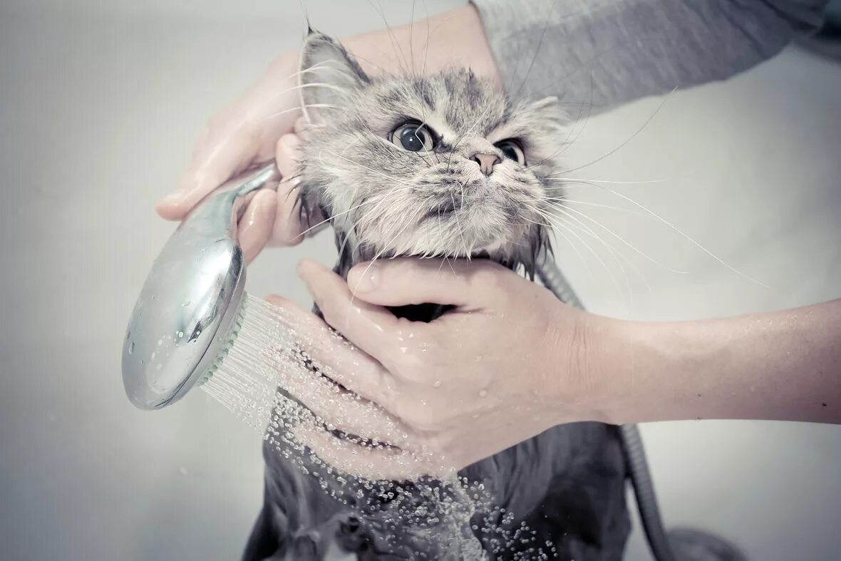 После мытья кошки. Мытье кошки. Помытый котенок. Кота моют. Котик моется.
