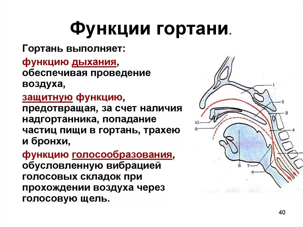 Значение носоглотки человека. Функции носовой полости анатомия. Строение и функции носовой полости и гортани. Носовая гортань строение. Физиологическое строение гортани.