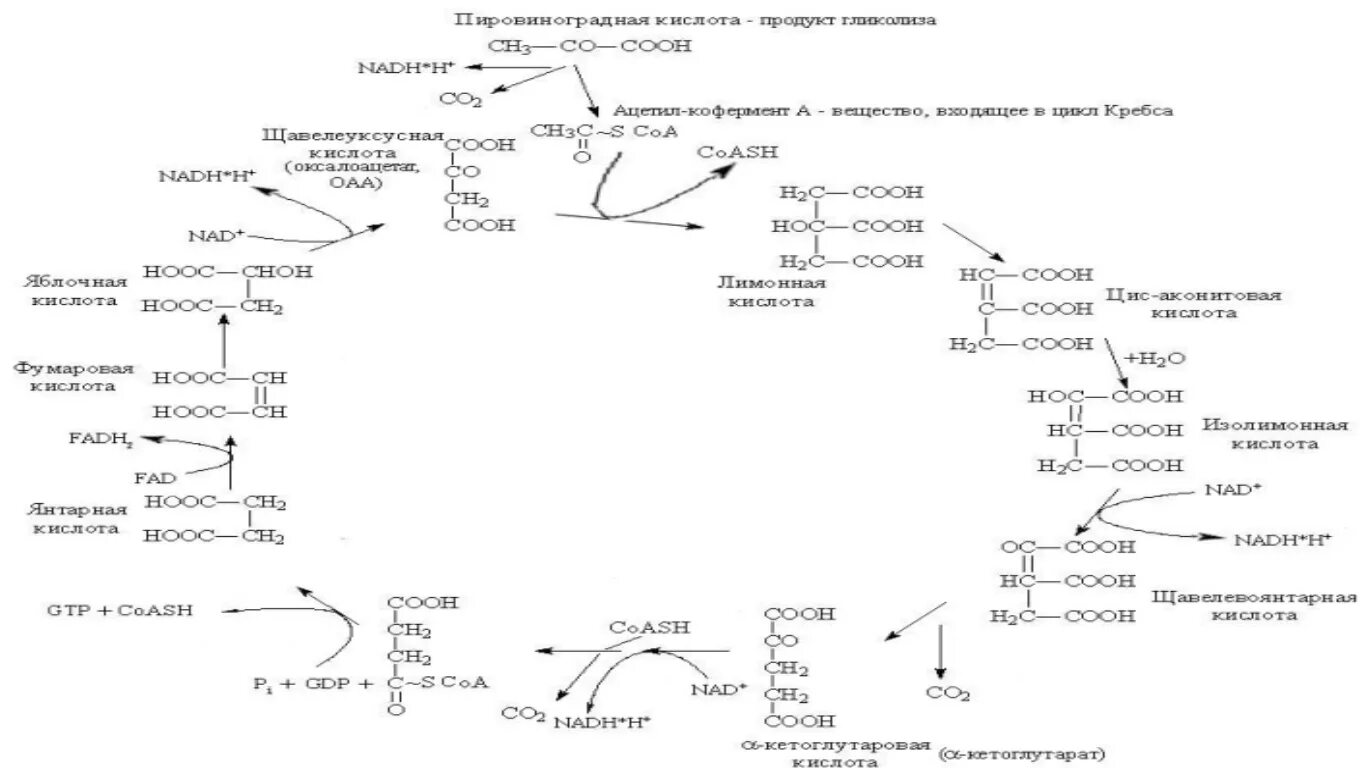 В цикле кребса образуется атф. Аэробный распад углеводов. Цикл Кребса. Цикл Кальвина и цикл Кребса. Регуляция цикла Кребса биохимия. Цикл лимонной кислоты цикл Кребса.