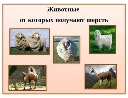 Дают шерсть какие