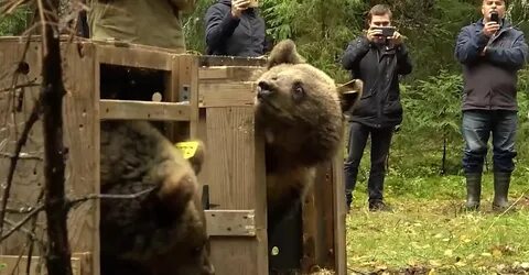 Выпускай медведя