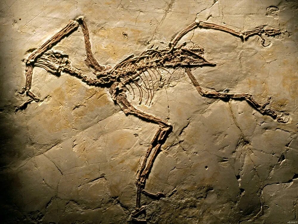 Ископаемые останки животных. Sapeornis chaoyangensis. окаменелые останки динозавров. окаменелости древних животных. ископаемые останки динозавров.