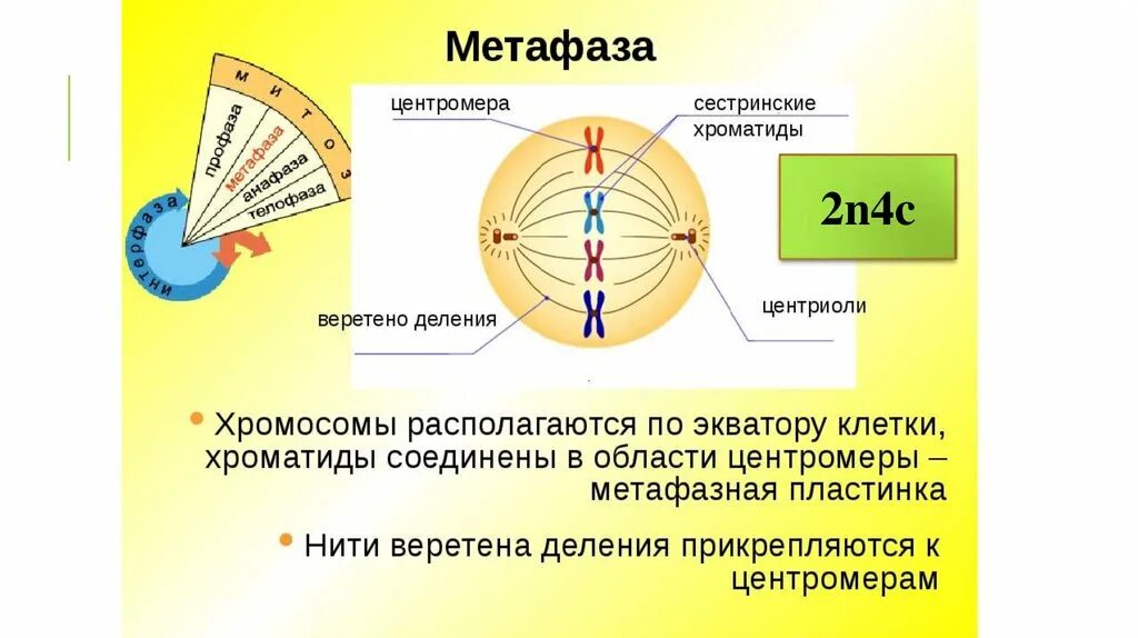 Расхождение центриолей с образованием веретена деления