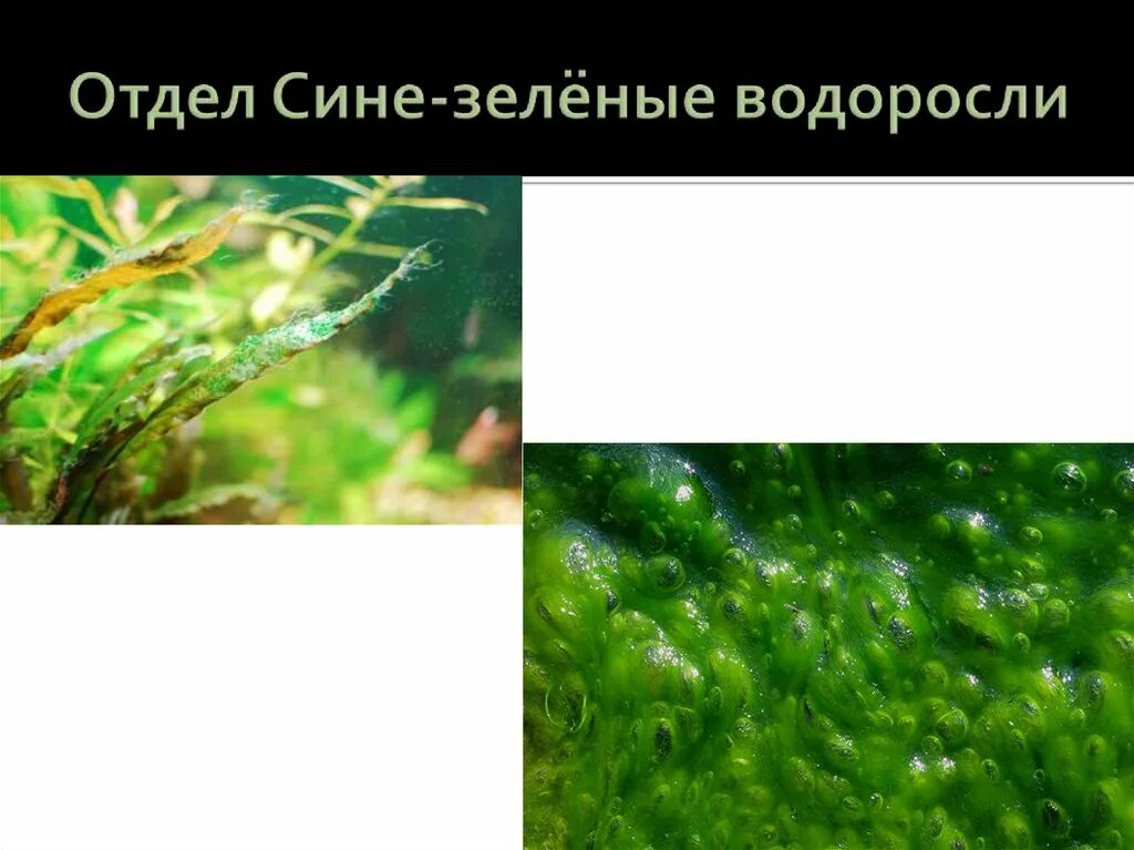 Зелёные водоросли. Зеленые водоросли презентация. Отдел зеленые водоросли. Сине зеленая водоросль название.