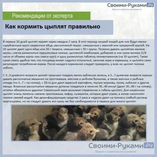 Чем кормить цыплят первый месяц