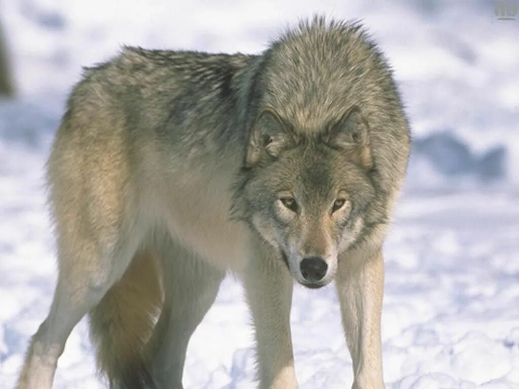 Волк новое слово. Среднерусский Лесной волк. Волк серый. Изображение волка. Картинки Волков.
