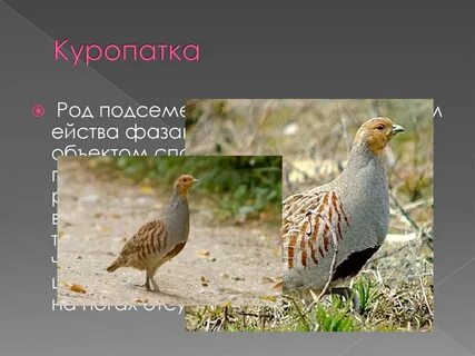 Куропатка мягкие согласные
