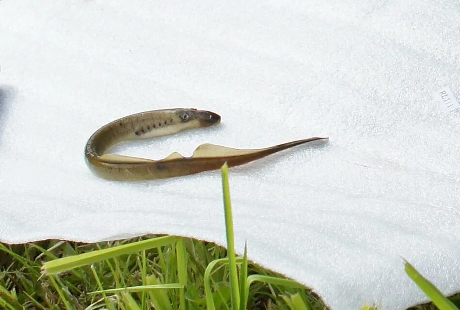 Вьюн угорь. Речная рыба похожая на змею. Амурский вьюн рыба. Речная рыба похожая на змею. Унаги речной угорь.