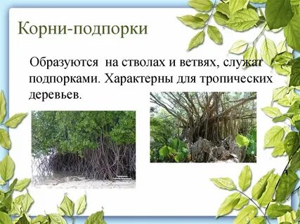 Корни подпорки примеры растений