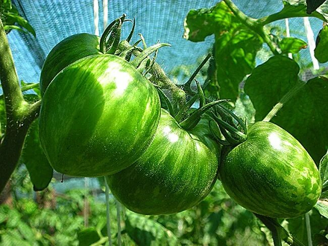 Томат кор. Томат кор. Томат кор де беф отзывы. Томат кор де беф 10 шт. Томат кор.