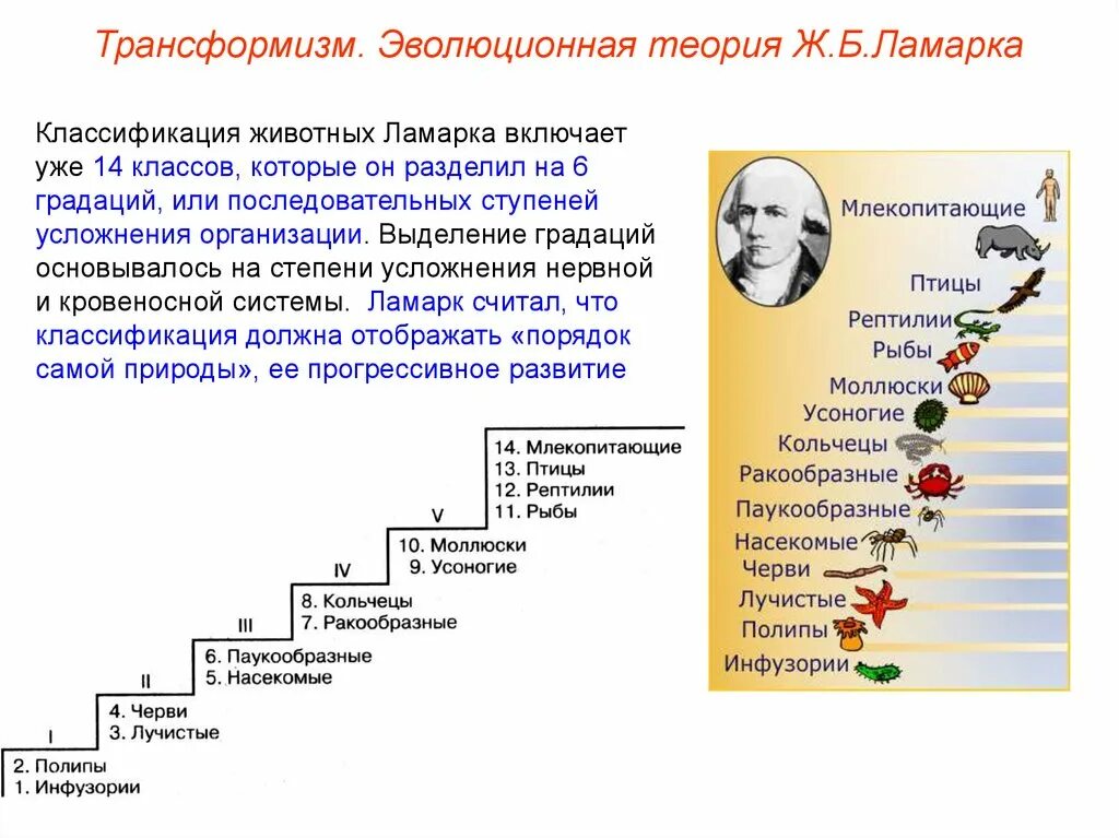 Эволюционные идеи ж ламарка. Лестница живых существ Ламарка. Систематика животных по Ламарку. Трансформизм теория эволюции.