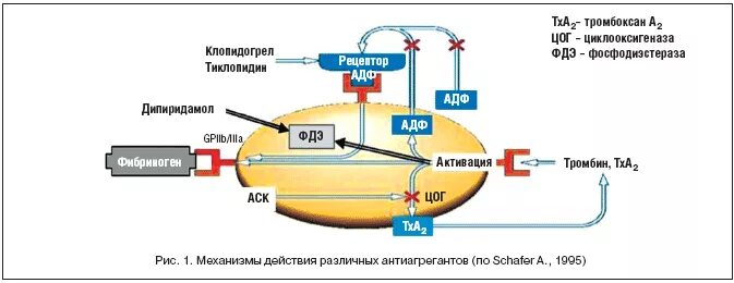 Клопидогрел механизм действия