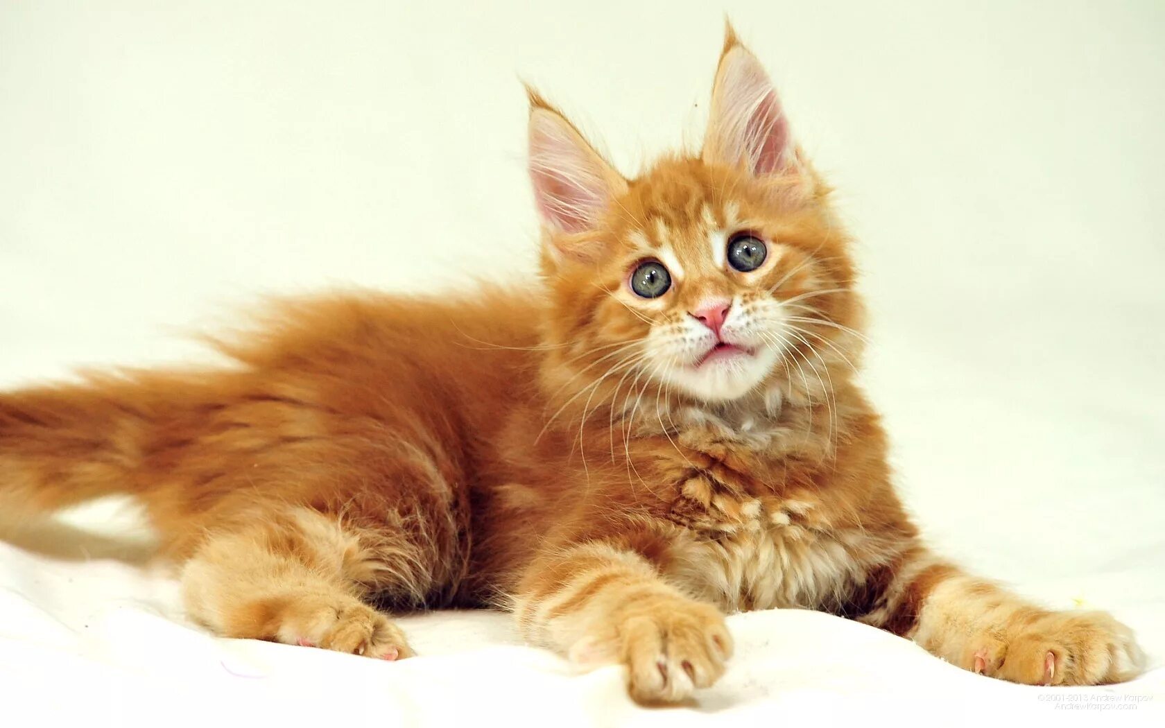 Котенок мейн кун в нижнем тагиле. Мейн-кун. кошка мейн кун. мейн куны котята. порода мейн кун рыжие.