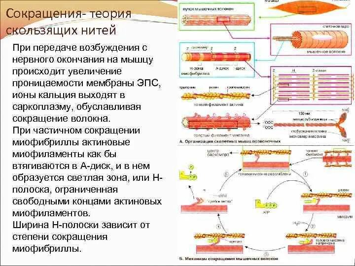 Последовательность мышечных элементов. Механизм сокращения и расслабления мышечного волокна. Механизм скользящих нитей физиология. Теория скользящих нитей гистология. 1. Механизмы сокращения и расслабления мышечного волокна..