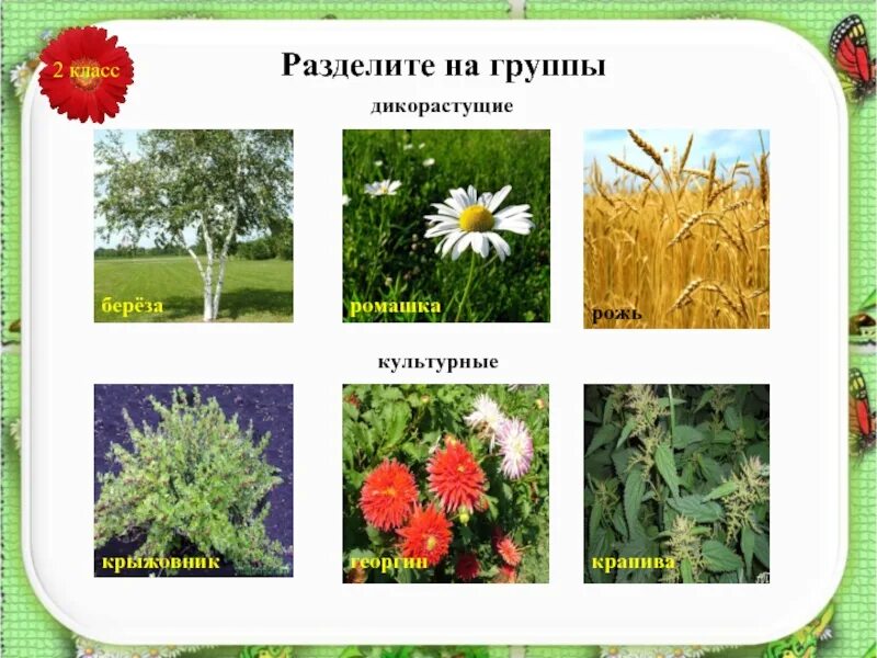 Дикорастущие и культурные примеры. Цветы дикорастущие и культурные. Дикорастущие и культурные растения. Культурное или дикорастущее растение. Группы дикорастущих растений.