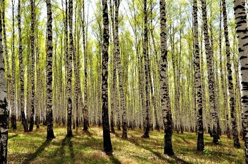 Как хорош и привлекателен весенний лес. Березовый лес Брянск. Березовая роща в США. Лес весной. Весенний березовый лес.