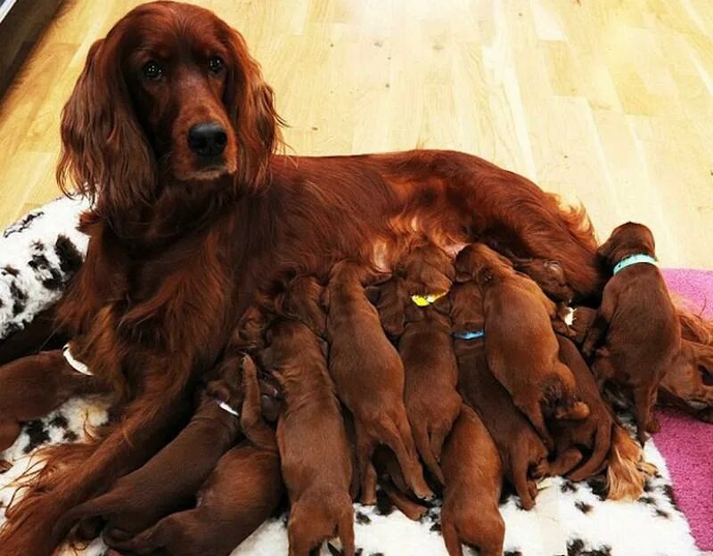 Щенки новорожденные породы ирландский сеттер. Ротвейлер мама. Новорожденный щенок чихуахуа. 15 щенков. Ирландский сеттер.