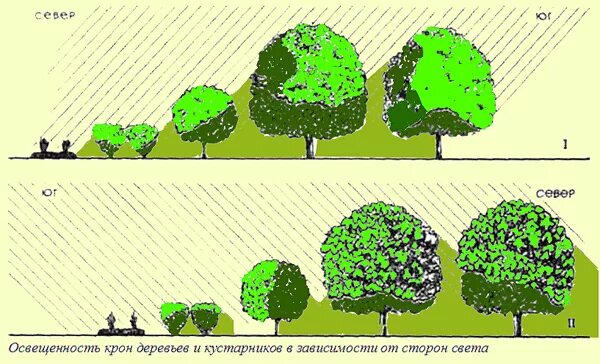 Территория посаженными человеком плодовыми деревьями кустарниками это. Схема посадки плодового сада по сторонам света. Схема посадки плодовых кустарников. Схема посадки плодовых деревьев в саду. Схемы размещения деревьев в саду.