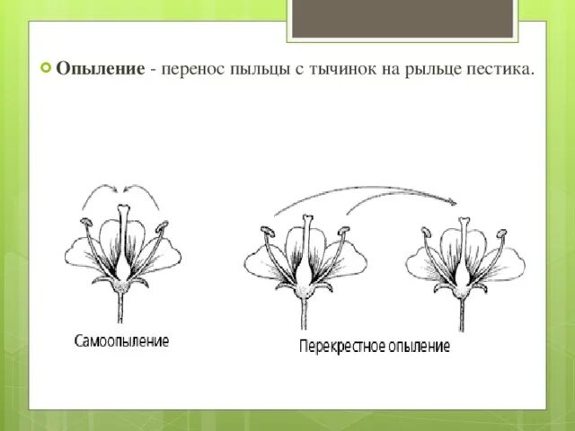 Схема самоопыления хвойные