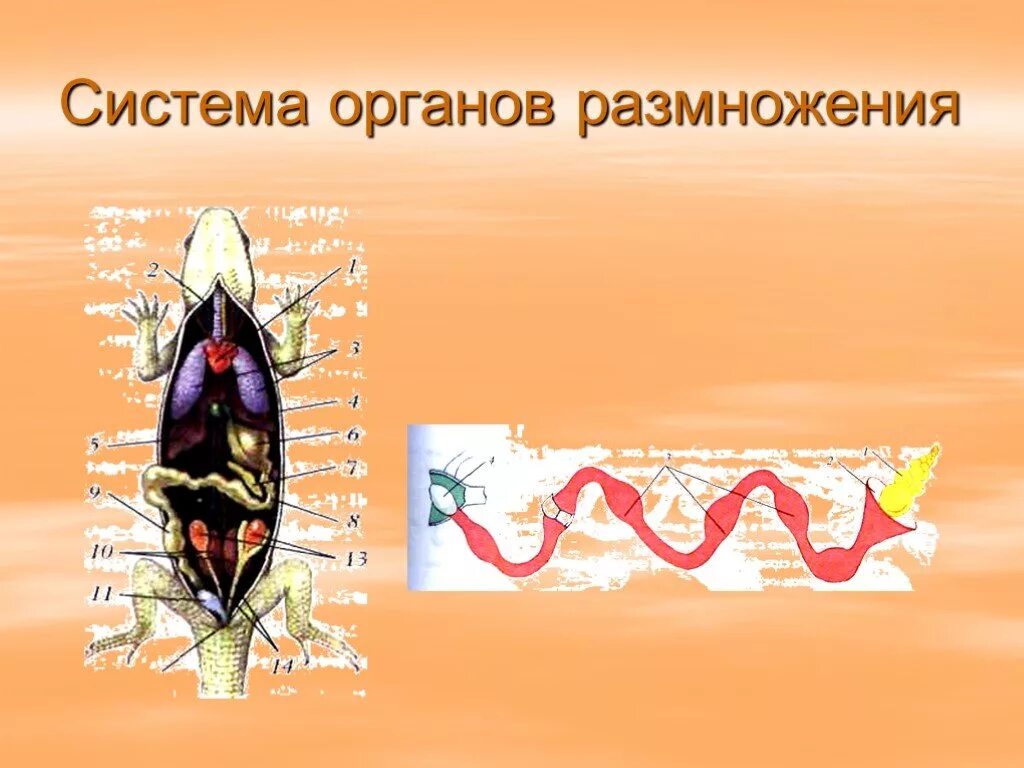 Органы системы органов размножения. Половая система пресмыкающихся 7 класс. Органы размножения рептилий. Система органов размножения у рептилий. Назовите органы размножения