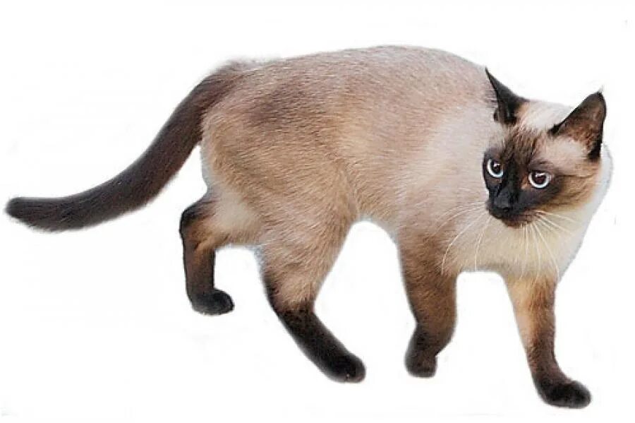 Хвост сиамской кошки. Сиамская порода кошек. Сиамская и тайская кошка. Сиамская кошка чистокровная. Сиамская тайская кошка взрослая.