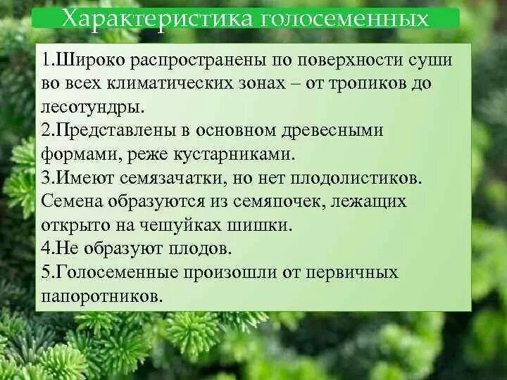 Каковы признаки голосеменных. Характерные особенности голосеменных растений. Общая характеристика Голосеменные биология 6 класс. Описание голосеменных растений. Характеристика отдела Голосеменные.