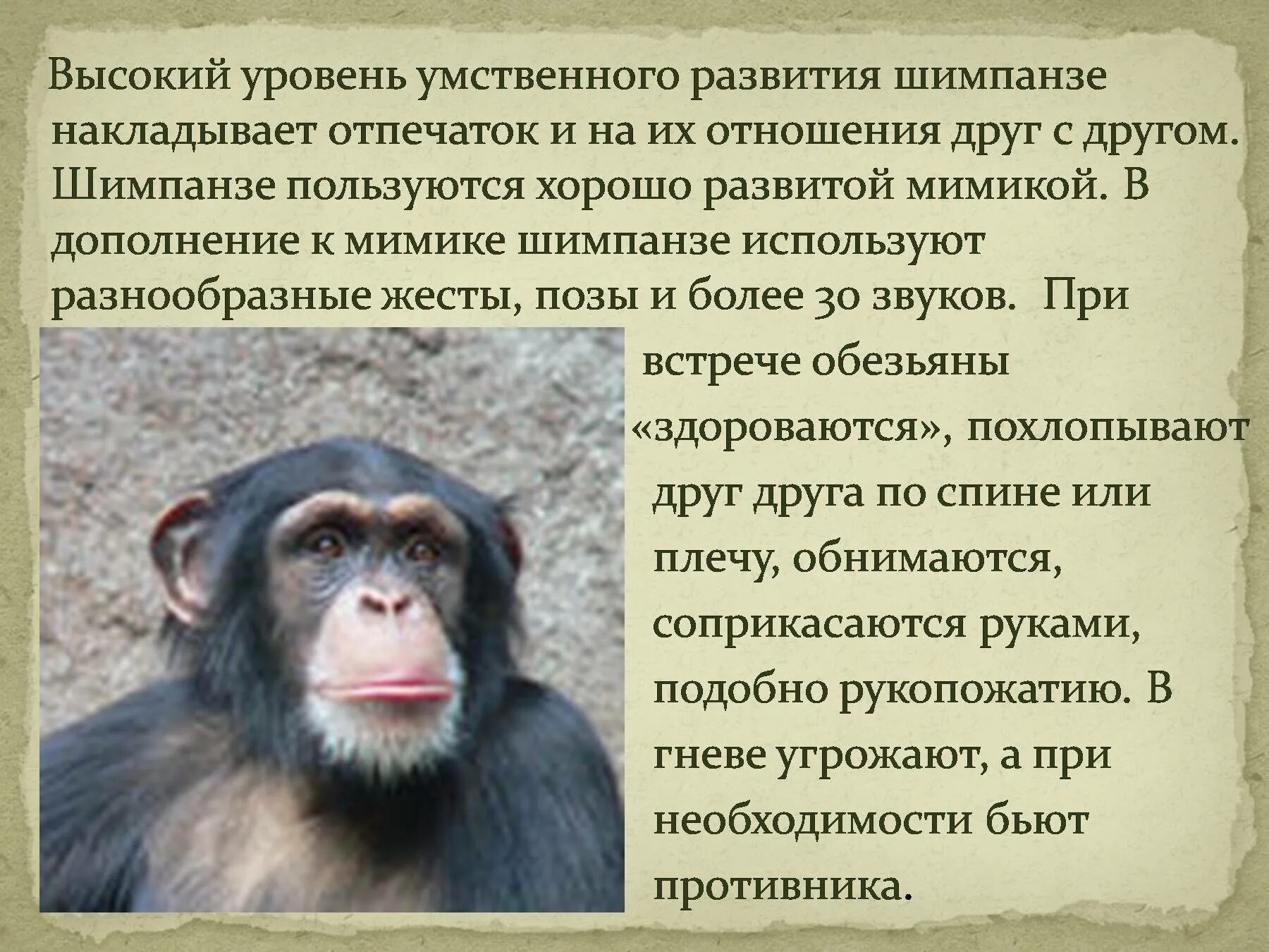 Шимпанзе прилагательное по смыслу. Интересные факты про обезьян. Интересные факты о шимпанзе. Описание обезьяны. Статью об обезьянах.