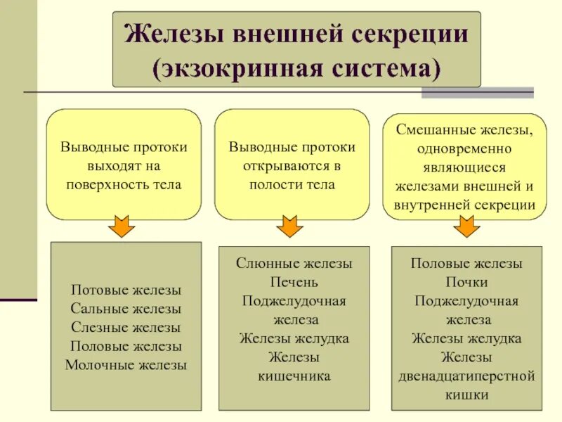 4 к железам смешанной секреции относят. 4 к железам смешанной секреции относят
