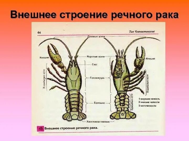 Речной рак 7 класс