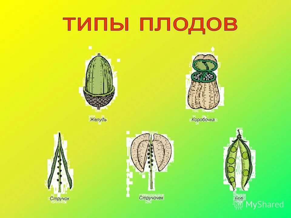 Типы плодов. Тип плода. Типы плодов растений. Плоды типы плодов. Разные типы плодов