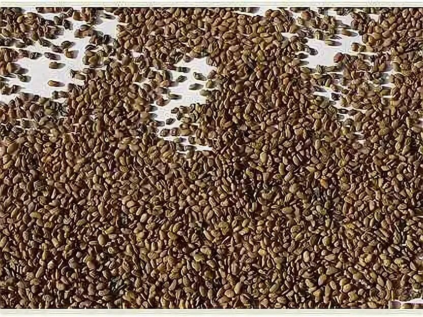 Авито семена трав. Семена люцерны. суданка семена. люцерна верко. семена люцерны фото.