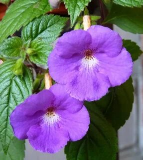 Purple king
