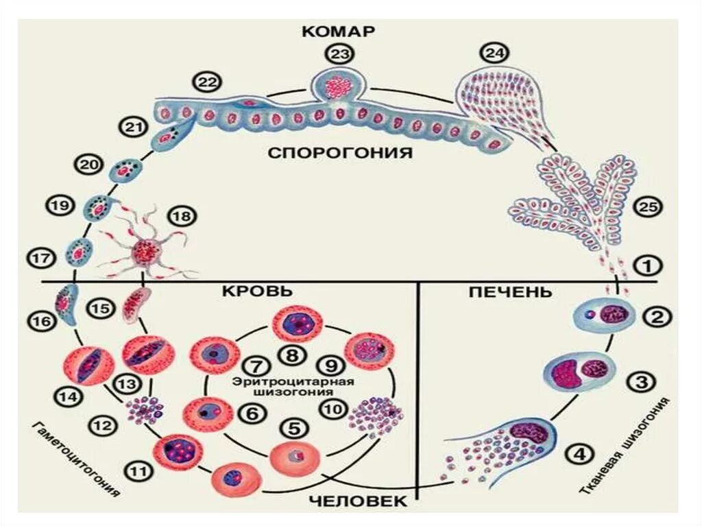 Шизогония малярийного плазмодия. Цикл размножения малярийного плазмодия. Стадии размножения малярийного плазмодия. Жизненный цикл малярийного плазмодия схема. Малярия цикл развития малярийного плазмодия