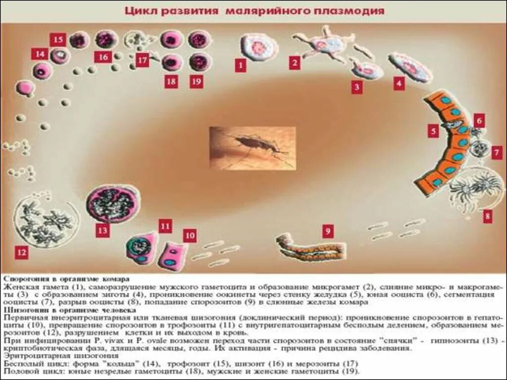Несколько ведущих генераций плазмодиев возможно при