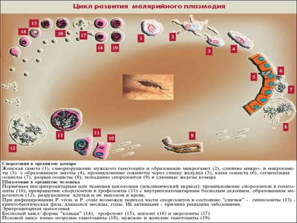 Как происходит заражение человека малярийным плазмодием. Эритроцитарный цикл плазмодия. Жизненный цикл плазмодия Вивакс. Эритроцитарный цикл малярийного плазмодия. Путь инвазии малярийного плазмодия.