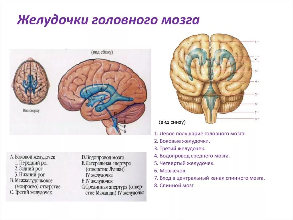 Средний мозг желудочек