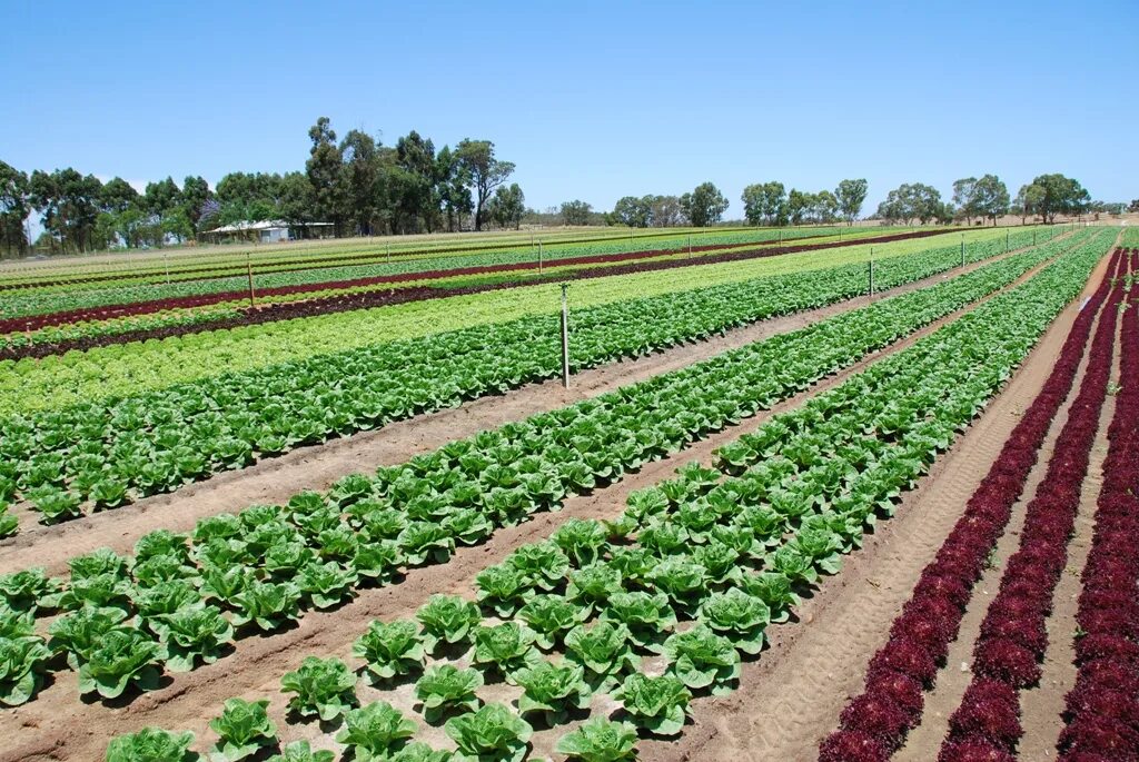 Овощеводство в Австралии. Поле овощей. Плантации овощей. Растениеводство.