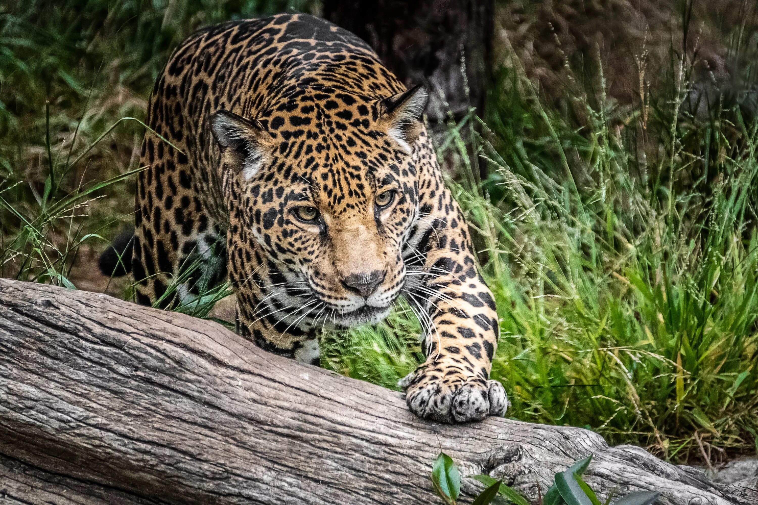 Ягуар Panthera onca. Ягуар животное. Ягуар хищник. Ягуары Коста Рика.