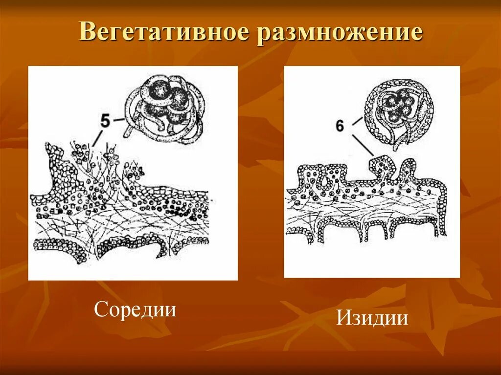 Размножение лишайников вегетативное изидии. Соредии и изидии лишайника. Размножение лишайников соредии и изидии. Вегетативное размножение лишайников схема.