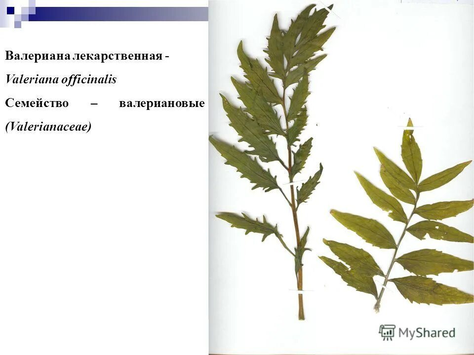 форма листьев рябины. донник кисть соцветие. пижма тысячелистная гербарий. пижма обыкновенная - tanacetum vulgare гербарий. жизненная форма гербария.