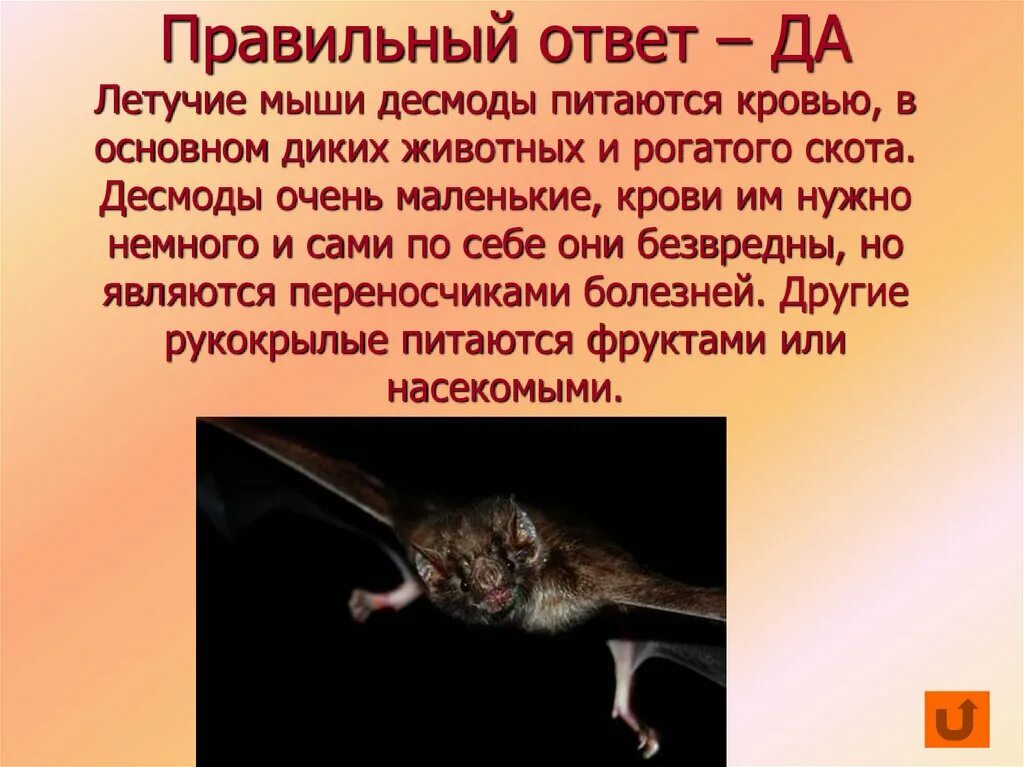 Мыши пьют кровь. Летучая мышь питается кровью животных. Летучие мыши которые питаются кровью. Летучьи мыши питающиеся кровью. Летучая мышь пьет кровь.