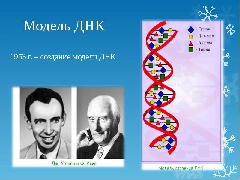 Открытые структуры днк. Структура ДНК 1953. Модель ДНК. Модель структуры ДНК. Открытие строения ДНК.