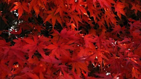 Japanese Maple Trees & Mature Specimens.