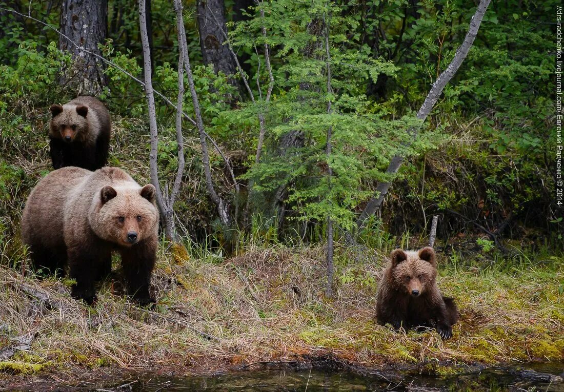 Фотографии 3 медведей