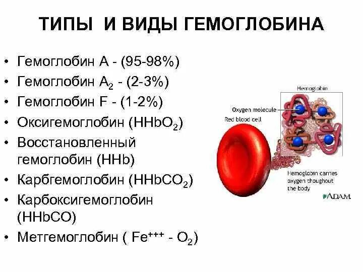 Что значат эритроциты в крови. Виды гемоглобина в норме. Строение гемоглобина а 2. Гемоглобин а1 субъединицы. Виды гемоглобина с формулами.