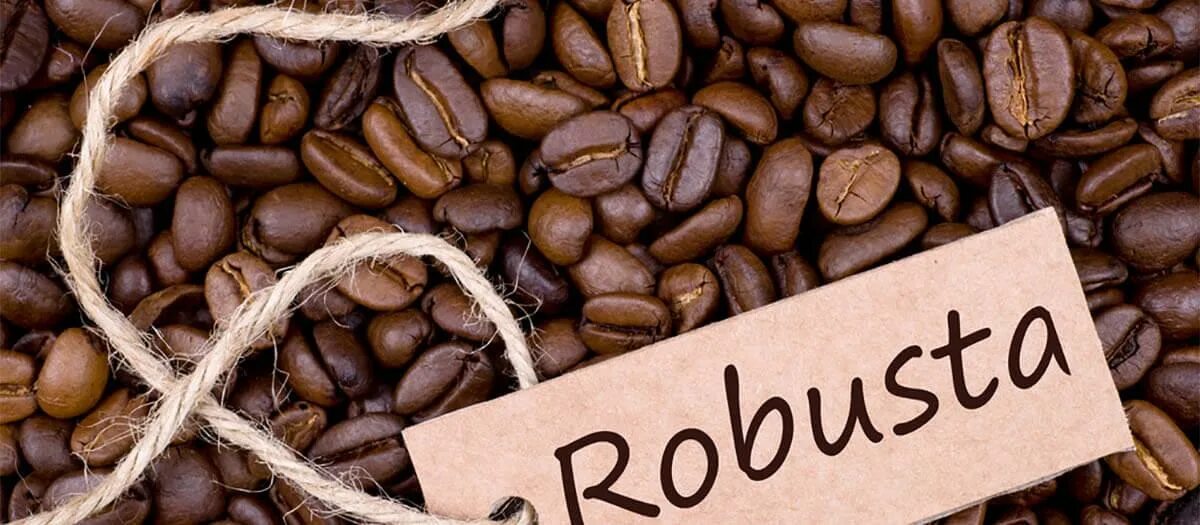 40 робуста. Арабика и робуста. робуста (coffea canephora). арабика робуста либерика эксцельза. сорта кофе эксцельза.