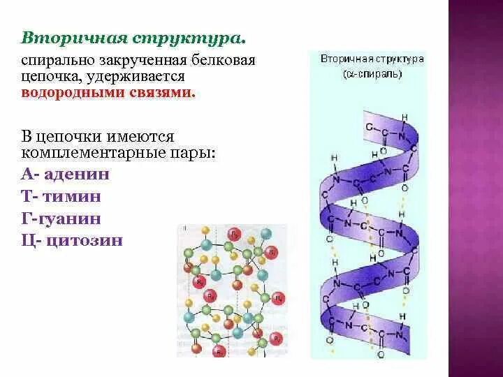 Вторичная структура какие связи. Вторичная структура. Водородные связи вторичная структура. Вторичная структура белка удерживается. Водородные связи во вторичной структуре белка.