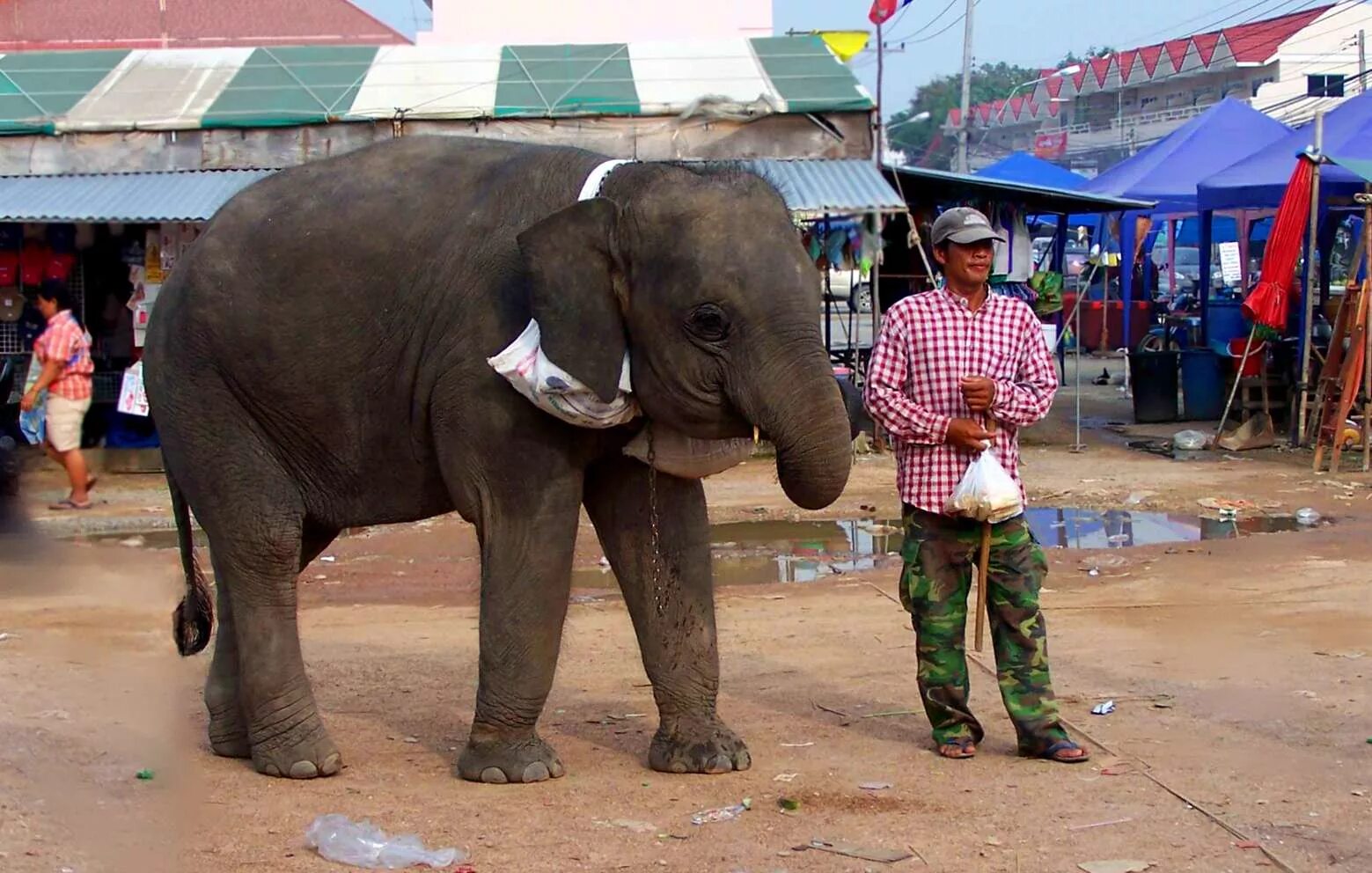 Слон настоящий. Настоящий слон живой. Продам слона. Живых слонов. Elephant present